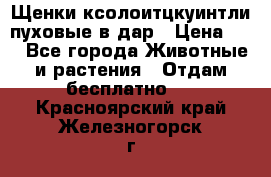 Щенки ксолоитцкуинтли пуховые в дар › Цена ­ 1 - Все города Животные и растения » Отдам бесплатно   . Красноярский край,Железногорск г.